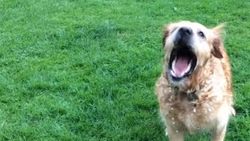 Susayan köpeğin imtihanı