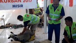 Kurbanlar kardeşliğimiz fidanlar umudumuz olsun