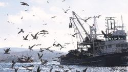 Balıkçılar yarın denize açılıyor