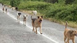 Sokak köpeklerinin ısırdığı 15 kişiden 2'si ağır yaralı