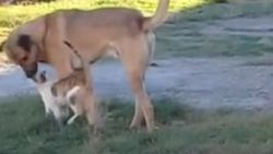 Kars'ta kedi ve köpek dostluğu