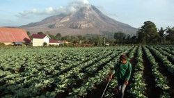 Endonezya'da Sinabung Yanardağı alarmı