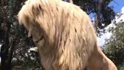 Yelesiyle büyüleyen erkek aslan İZLE