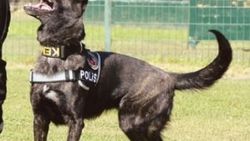 Konsolosluk aracı için 'arama köpekleri' getirildi.