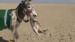 Öfkeli eşek tilkiyi affetmedi İZLE