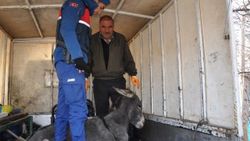 İşkence yapıldığı iddia edilen eşek koruma altına alındı