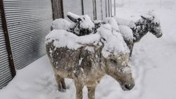Şanlıurfa'da eşekler yine buz tuttu