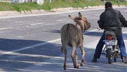 Aydın'da eşeğe motosikletli eziyet