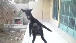 Eşeğin salıncak keyfi İZLE