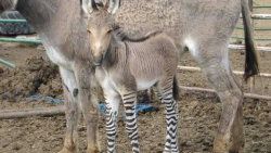 Görenleri hayrete düşüren yarı eşek yarı zebra