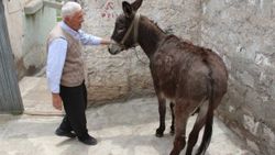 Eşeğine kimlik çıkardı