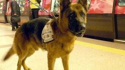 Köpek burnu hassasiyetinde dedektör