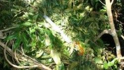 Orangutanların mühendislik becerisi