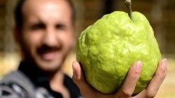 Bolluk yaşanan Türkiye dünyaya armut ihraç ediyor