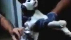 Cezaevine üzerinde malzemeyle giren kedi yakalandı
