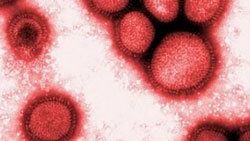 AIDS kadar tehlikeli virüs bulundu
