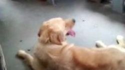 Sıcaktan bunalan köpek otobüsle yolculuk yaptı - Video