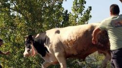 Tatbikat için getirilen boğa gerçekten kaçtı