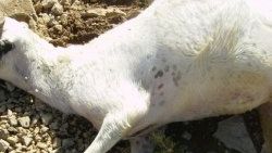 Şiddetli dolu 60 koyunu telef etti
