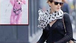 Emma Watson köpeğini pembeye boyattı