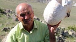 5 kiloluk mantar hayrete düşürdü