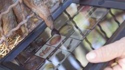 Orangutanlar da tablet kullanıyor