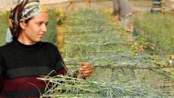Yıllık 40 bin liraya işçi bulunamıyor