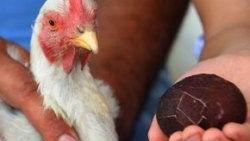 Manisa'da tavuk siyah yumurtladı