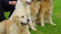 Köpekler insanları nasıl anlar