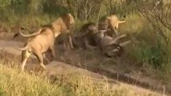 4 erkek aslan 1 aslanı parçaladı - Video