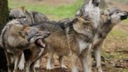 Kurtlar hayvanat bahçesi görevlisini parçaladı