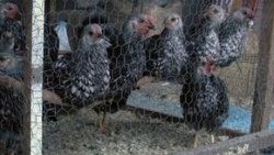 Tavuk kümesinin içinde esrar sevkiyatı