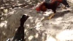 Horoz ile ördeğin amansız mücadelesi - Video