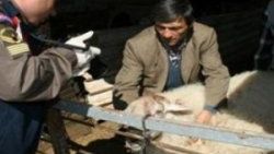 Denizli'de katil koç 2 kişiyi öldürdü