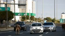 Boğa Timi İstanbul'da 63 boğayı yakaladı