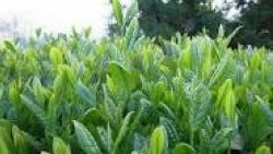 Yaş çay alım fiyatı açıklandı