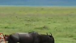 Sırtlanlar doğum yapan antiloba saldırdı - Video