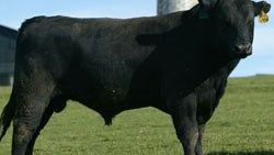 Tekirdağ'da firari angus yakalandı