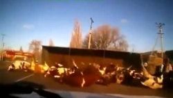 Devrilen kamyondaki inekler yola savruldu