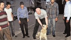 Köpeğe tecavüz ederken yakalandı