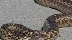 Uçakta kobra yılanı paniği