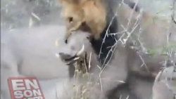 Erkek aslanlar domuzu canlı canlı parçaladı - Video