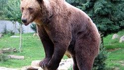 Romanya'da ayı saldırıları