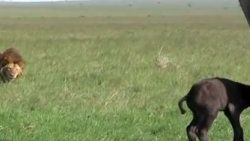 Buzağı ve erkek aslan başbaşa kalırsa - Video