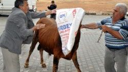 Kaçan kurbanlık zor anlar yaşattı