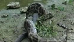 Piton timsahı diri diri yuttu - Video