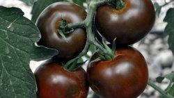 Çikolata domateslerin hasadı yapıldı