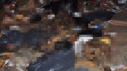 Öldürülen köpekler poşetlenip çöplüğe atıldı