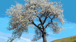 Kırgızistan'da Nevruz coşkuyla kutlanıyor