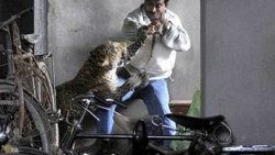 Leopar adamın kafa derisini yüzdü - Video